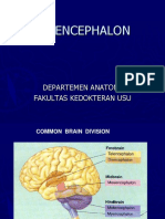 Telencephalon, Rev (KBK)