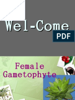 Female Gametophyte