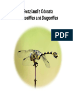 Dragonflies PDF