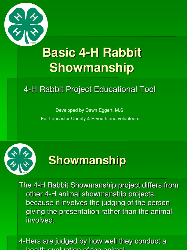 4-H Rabbit Showmanship Guide | PDF | Rabbit | Nail (Anatomy)