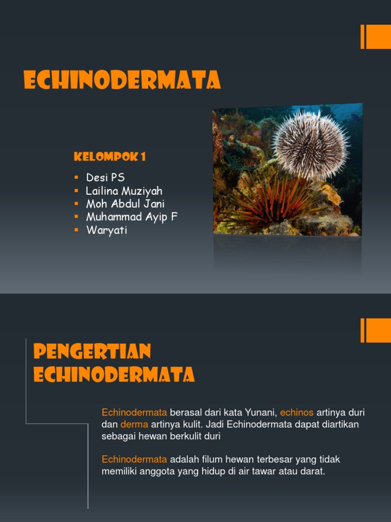 Echinodermata Kelompok 1