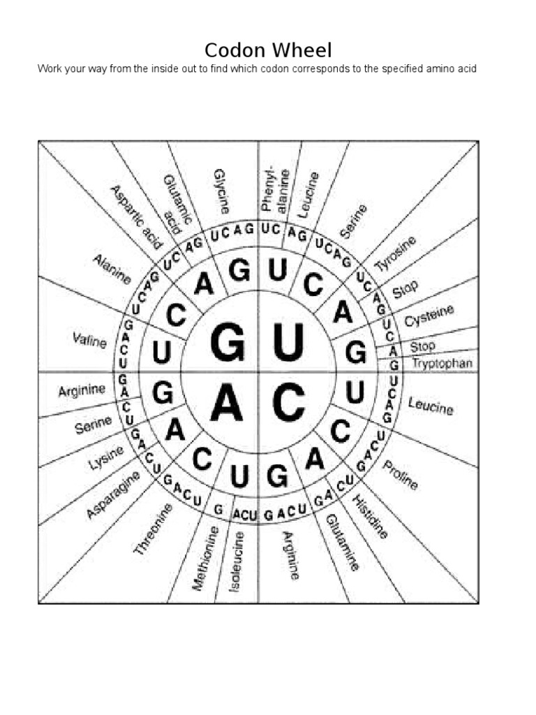 Codon Wheel PDF