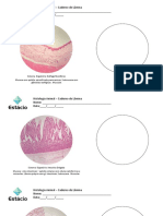 Sistema digestório lâminas histologia