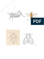 Dibujos Insectos