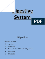 Digestive System: A Guide to Digestion and the Organs Involved