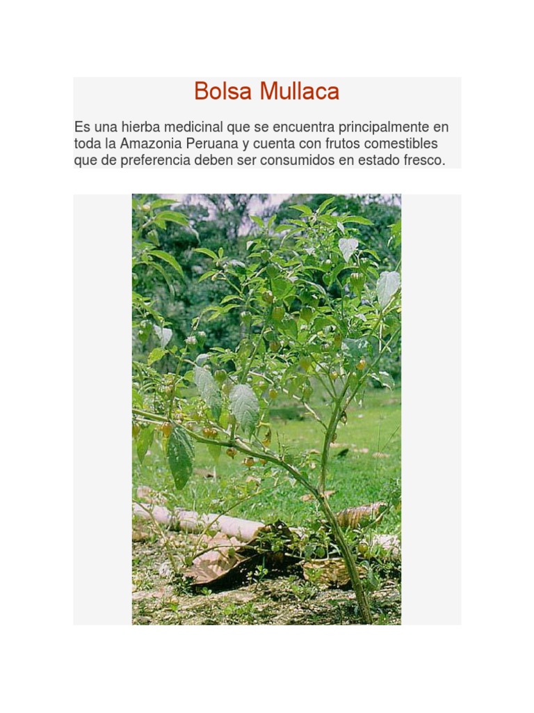 Usos y características de la mullaca | PDF | Fruta | Semilla