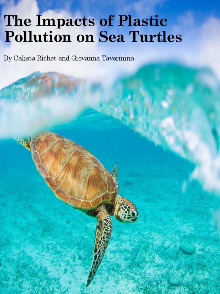 Plastic Pollution Threatens Sea Turtles | PDF | Sea Turtle | Coral Reef