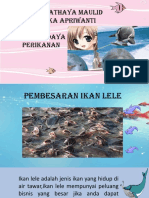 Pembesaran Ikan Lele Di Tambak