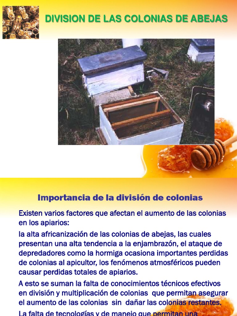 Curso Division de Colonias | PDF | Colmena | Abejas