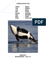 Klasifikasi Ikan Paus Orca - Kerajaan, Filum, Kelas, Ordo, Sub Ordo, Family, Genus, Spesies