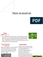 Trees in Bijapur Site