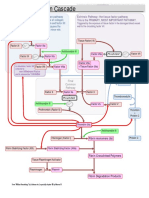 Coagulation Cascade