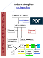 Metabolismo Ac Araquidonico