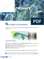 Lezione Facilitata Le Piante PDF