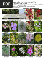 Plantas Do Campus Do Pici Prof. Prisco Bezerra