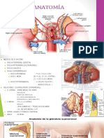 Supra R Renal