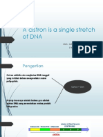A Cistron Is A Single Stretch of DNA