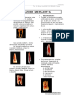 Anatomia interna dental