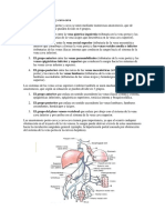 Anastomosis Porto