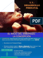 Desarrollo Prenatal