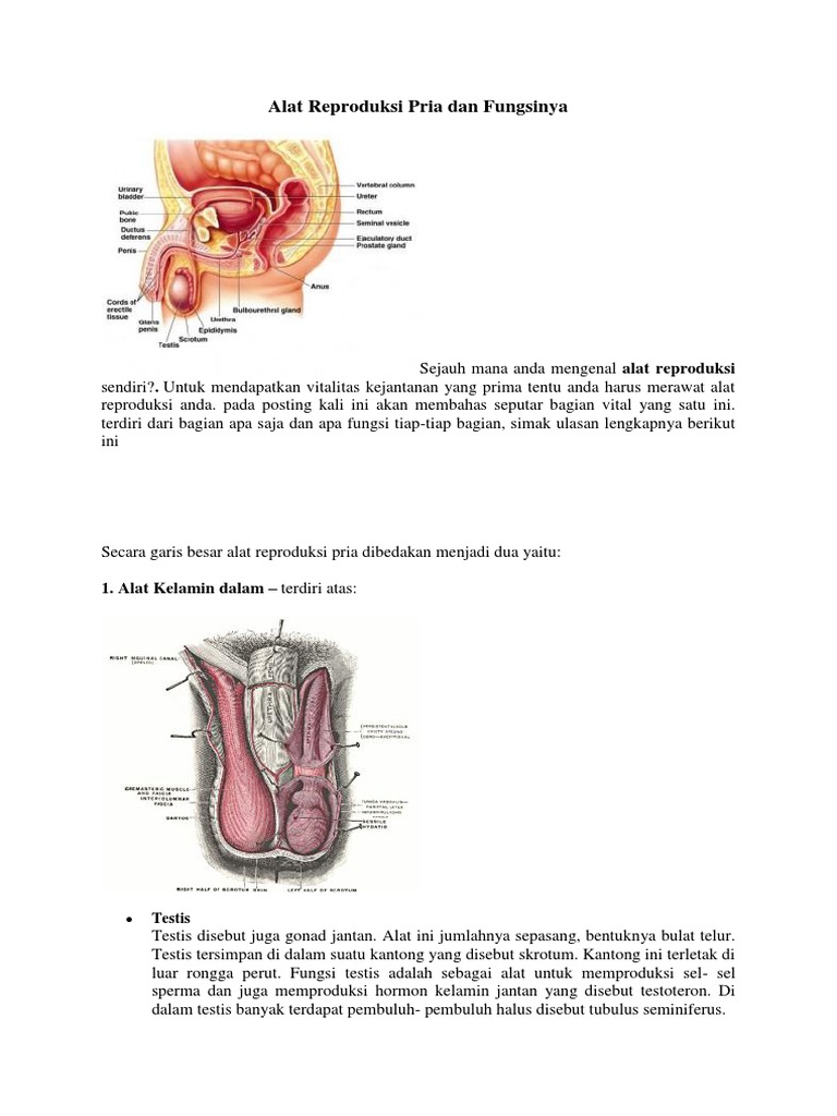 Alat Reproduksi Pria Dan Fungsinya
