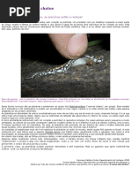 Admiráveis vermes chatos