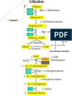 MG E. Heksokinase Glukosa: ATP ADP
