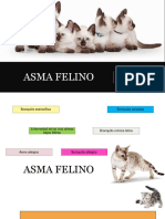 ASMA FELINO.pptx