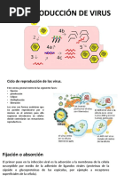 Ciclo de VIRUS