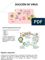 Ciclo viral en 40