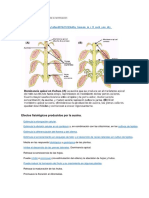 Dominancia apical y control ramificación