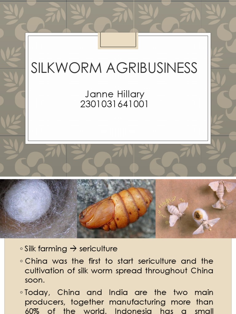 An Analysis of the Silk Production Process from Rearing Silkworms to ...