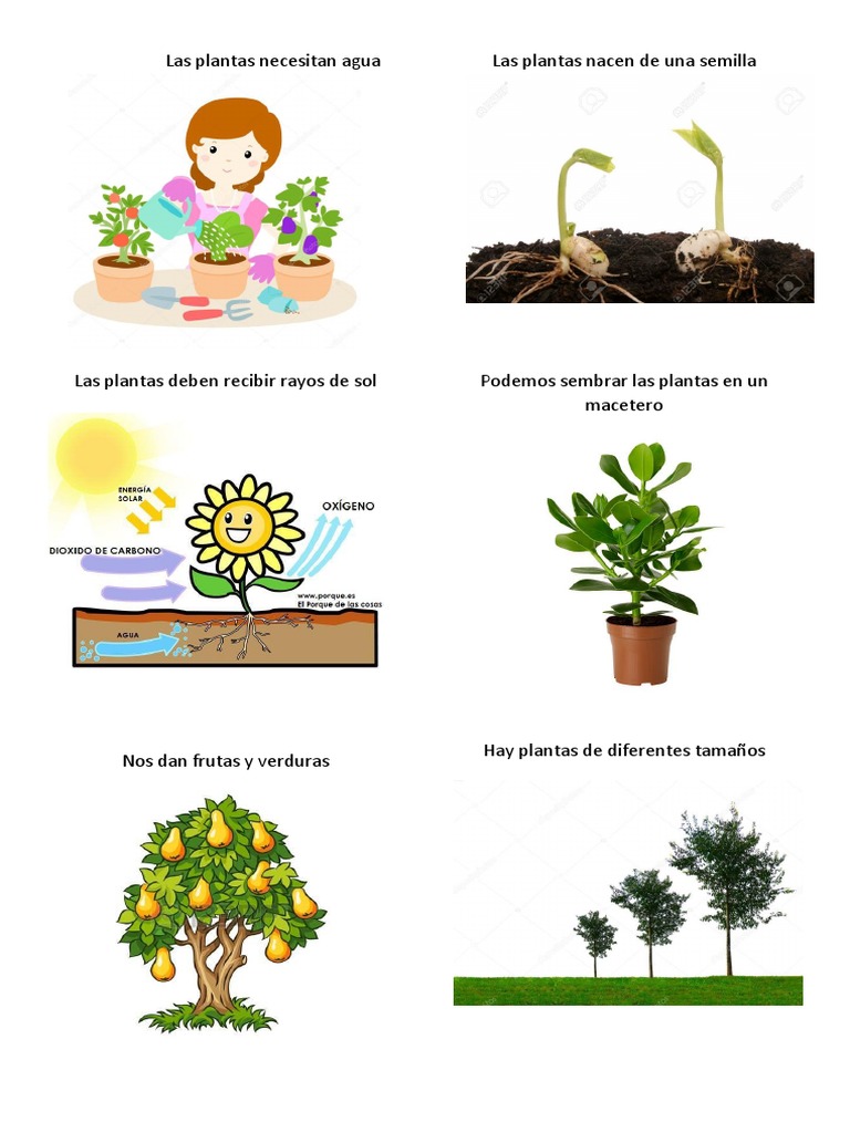 Las Plantas Necesitan Agua