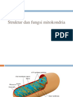 Struktur Dan Fungsi Mitokondria