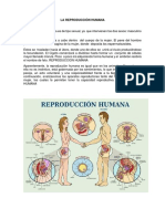 Reproducción humana: proceso completo