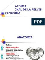 Anatomia Pelvica