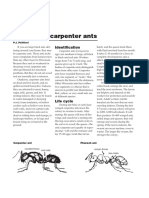 Controlling Carpenter Ants