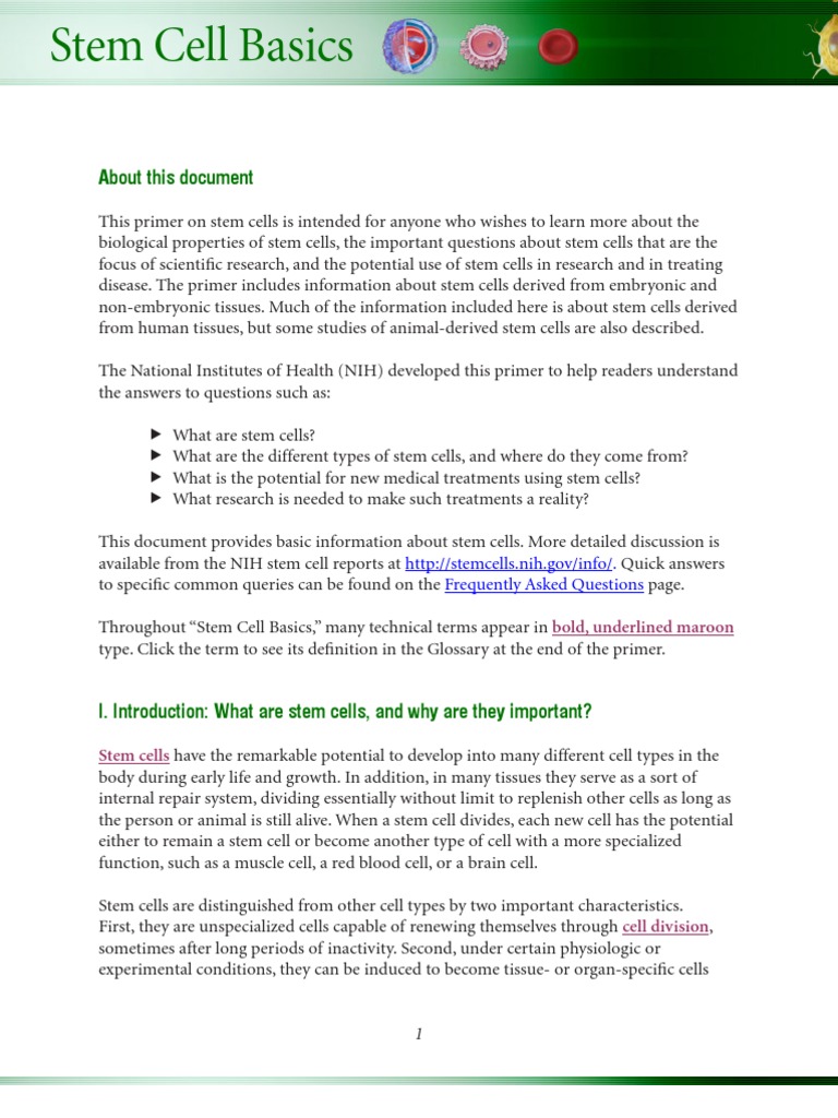Basics On Stem Cells | PDF | Stem Cell | Cell Potency