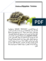 Egyptian Tortoise السلحفاة المصرية