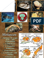 Moluscos: anatomia, classificação e importância