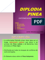 diplodia-pinea1