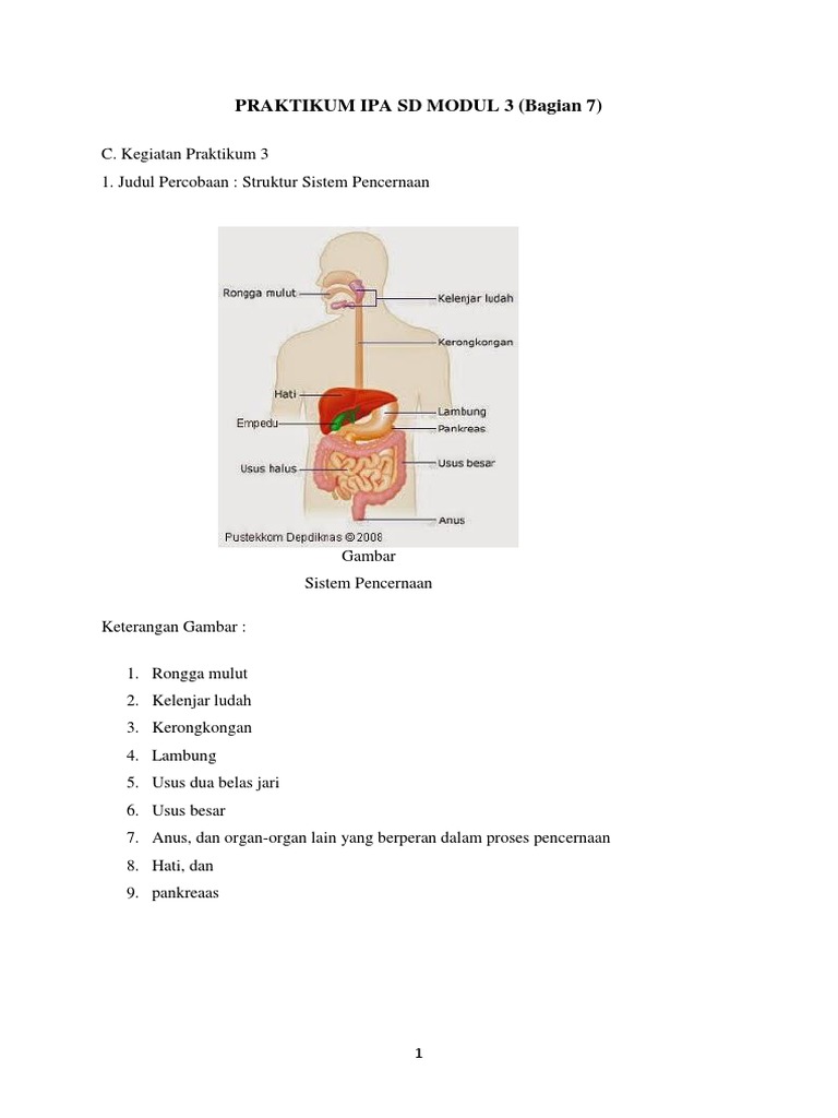 Kegiatan Praktikum 3 Struktur Sistem Pencernaan Berbagai Struktur