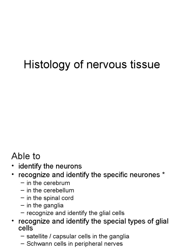 Histology of NT 0708 P | PDF | Neuron | Axon