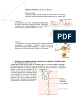 Célula y Funciones