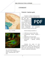 Citoskelet.pdf