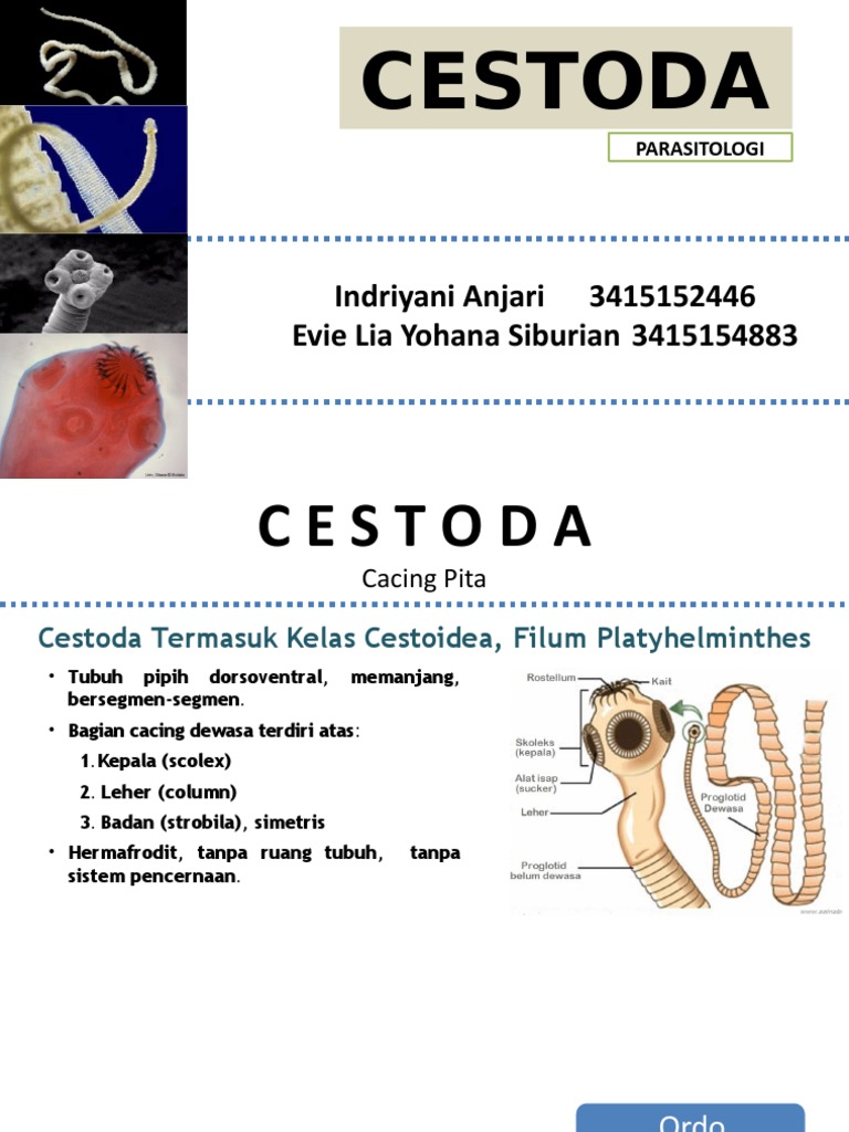 Morfologi dan Penyakit Cestoda | PDF