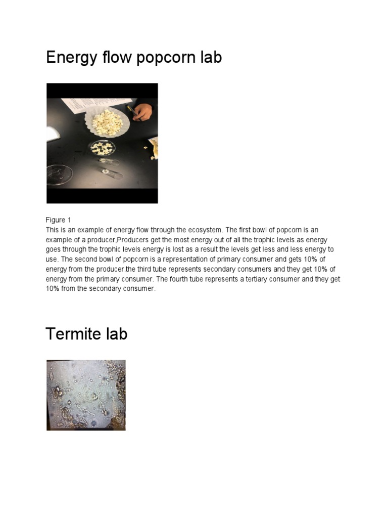 Energy Flow Lab Popcorn Lab 7 PDF Chemistry Nature