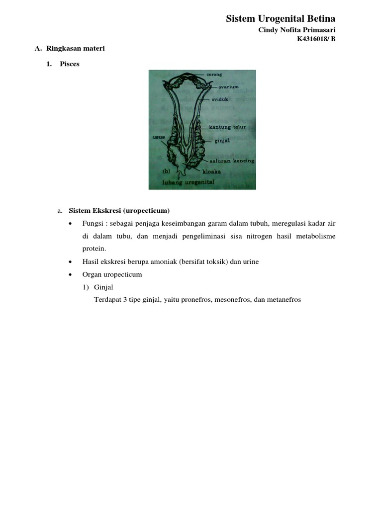 Download 57 Gambar Ginjal Pronefros Terbaru HD