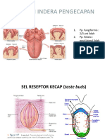 Taste Bud Dan Mekanisme Pengecapan
