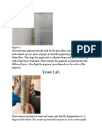 Pigment Chromatography and Yeast Lab 2